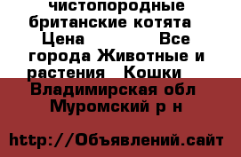 чистопородные британские котята › Цена ­ 10 000 - Все города Животные и растения » Кошки   . Владимирская обл.,Муромский р-н